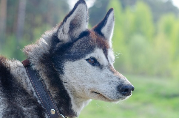 reaktivní pes husky